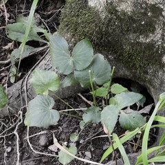 Thaspium trifoliatum