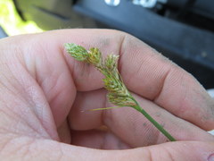 Carex festucacea