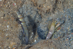 Amblyeleotris guttata