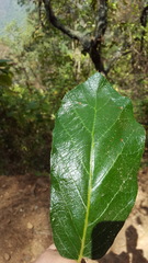 Quercus calophylla