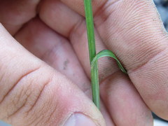 Carex festucacea