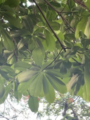 Couroupita guianensis