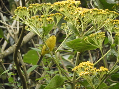 Thlypopsis superciliaris