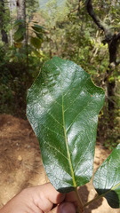 Quercus calophylla