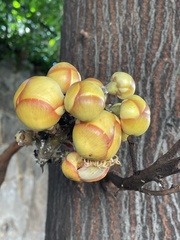 Couroupita guianensis