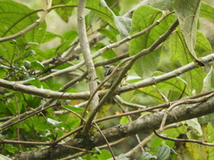 Mecocerculus stictopterus