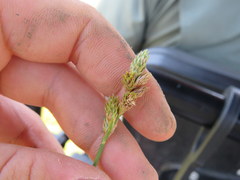 Carex festucacea