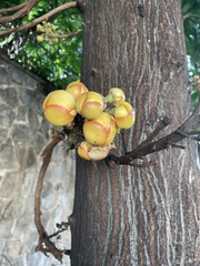 Couroupita guianensis