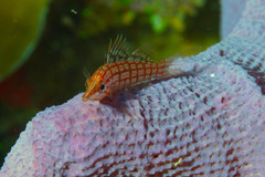 Oxycirrhites typus