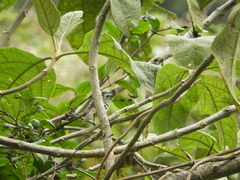 Mecocerculus stictopterus