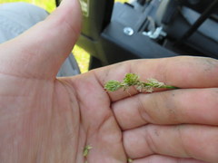 Carex festucacea
