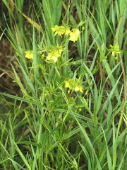 Lysimachia quadriflora
