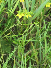 Lysimachia quadriflora