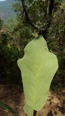 Quercus calophylla