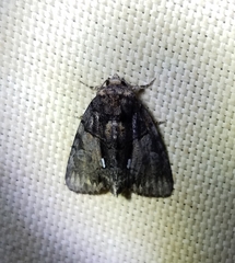 Chytonix palliatricula