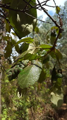Quercus calophylla