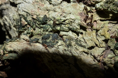 Lepidopsocidae