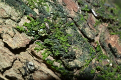 Lepidopsocidae