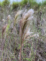 Schizachyrium condensatum