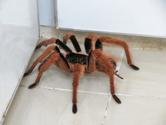 Megaphobema robustum