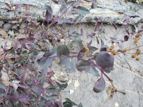 Desert Penstemon foliage