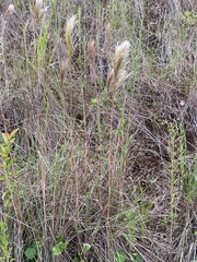 Schizachyrium condensatum