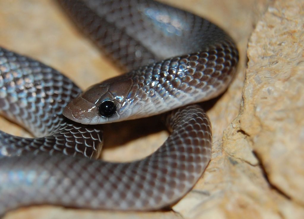 Ruspoli's Shovelsnout Snake