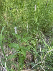 Bistorta officinalis