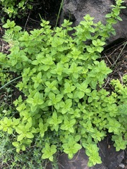 Origanum majorana