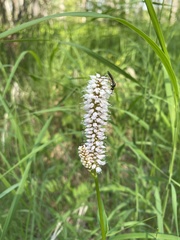 Bistorta officinalis