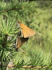 Euphyes bimacula