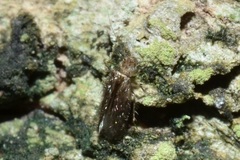 Lepidopsocidae