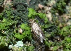 Lepidopsocidae