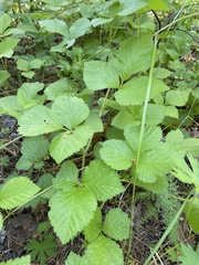 Rubus saxatilis