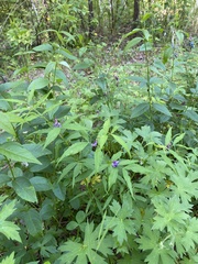 Vicia venosa