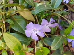 Vinca minor