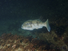 Paralabrax nebulifer