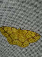 Periclina syctaria