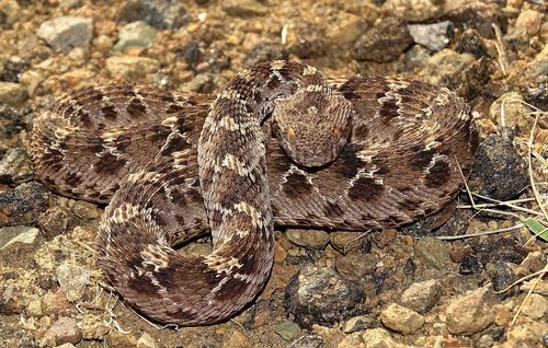 Egyptian Saw-scaled Viper