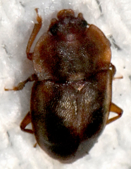 Epuraea aestiva