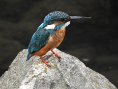 Alcedo atthis