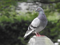 Columba livia domestica