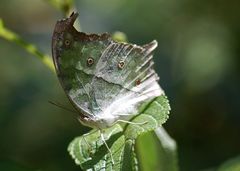 Protogoniomorpha parhassus