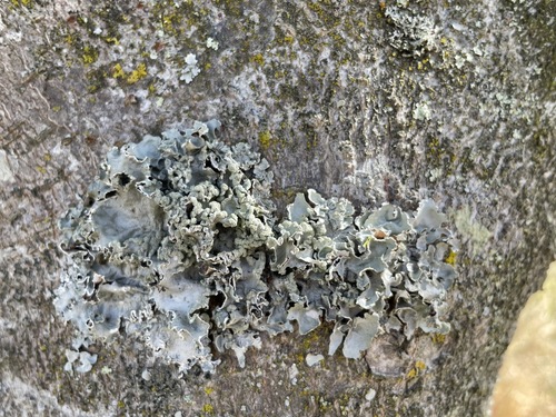 Representative image of Parmotrema pseudoreticulatum