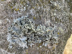 Parmotrema pseudoreticulatum