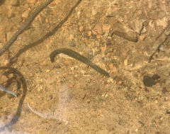 Haemopis marmorata