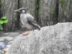 Spodiopsar cineraceus