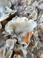 Parmotrema pseudoreticulatum