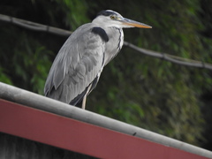 Ardea cinerea
