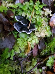 Phellodon sinclairii